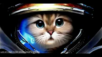 История космических полетов кошек-астронавтов | Мяу or never | Дзен