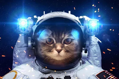 Коты в космосе. Правда о первых полетах | SpaceForYou | Дзен