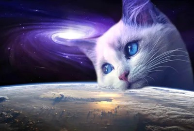 Космический кот арт - 33 фото