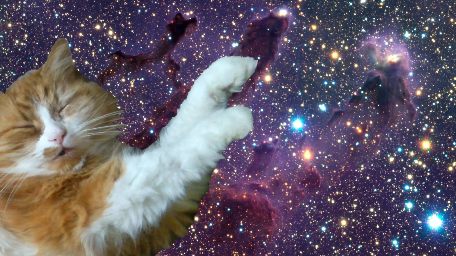 Обои котики мемы. Кот в космосе. Космическая кошка. Котенок в космосе. Кот на фоне космоса.