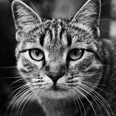 Портрет обычного кота | Пикабу