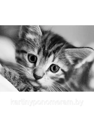 Черно-белый кот | Живность - Авторский Фотосайт