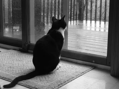 Бело черный кот - 61 фото