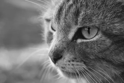 Помощь в безрезультатных поисках черно-белого фильма для черно-белого кота  | Пикабу