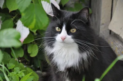 Кот, черно белый, уникальный окрас, …» — создано в Шедевруме