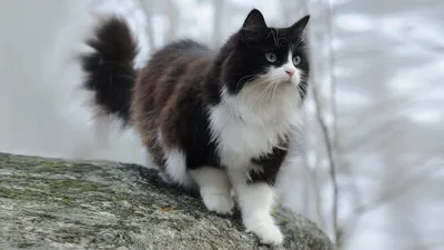 Картинки - Черно-белый кот на белом фоне