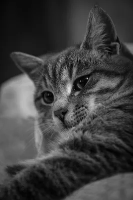 Милый кот черно-белый глаза …» — создано в Шедевруме