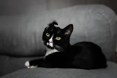Фотография кот морды Черно белое животное Черный фон Рисованные