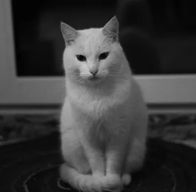 Фото Черно-белое фото серого кота