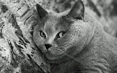 Кот Похмелье Черно-Белый - Бесплатное фото на Pixabay - Pixabay