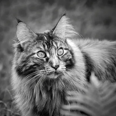 Картина по номерам 40х50 см. Черно-белый кот. Изумрудные глаза. Идейка.  (ID#1200442545), цена: 250 ₴, купить на Prom.ua
