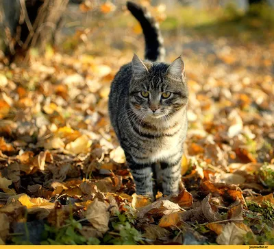 Кот , осень, вайб, кот в пальто, …» — создано в Шедевруме