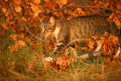 Зонт наооборот - Осень - рыжий кот. Затаилась Осень, словно рыжий кот. По  тропинкам бродит, хвостиком метёт. Лапкой осторожно листьями шуршит. Лето,  словно мышку, он догнать спешит. Рыжий кот глазастый нюхает цветы: