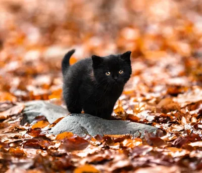 Кот и разноцветные осенние листья. Осень. Портрет кота в окружении осенних  листьев. Кот смотрит зелеными глазами Stock Photo | Adobe Stock