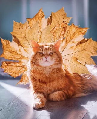 Кот в листьях осенью рисунок - 72 фото