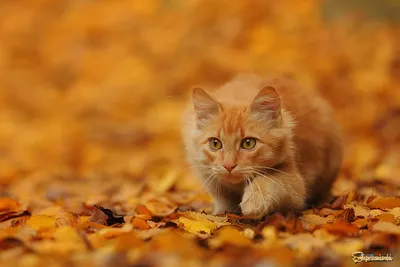 Коты и осень | Пикабу