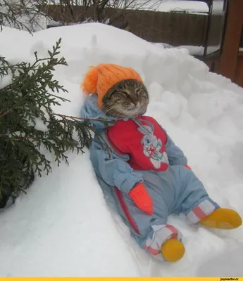 зима :: одетый кот на снегу :: котэ (прикольные картинки с кошками) /  смешные картинки и другие приколы: комиксы, гиф анимация, видео, лучший  интеллектуальный юмор.