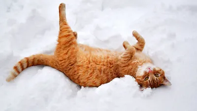 Скачать 1920x1080 кошка, кот, рыжий, лапы, лежит, снег, зима, природа обои,  картинки full hd, hdtv, fhd, 1080p