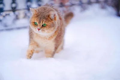 картинки : снег, зима, Кот, Погода, Млекопитающее, Синий, Черный, время  года, От маленьких до средних кошек, Кошка как млекопитающее 2449x1633 - -  81492 - красивые картинки - PxHere