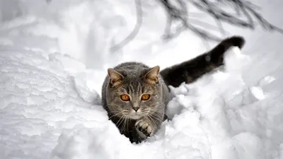 картинки : снег, зима, животное, Кот, Погода, Млекопитающее, время года,  Домашняя кошка, скумбрия, От маленьких до средних кошек, Кошка как  млекопитающее 2048x1360 - - 399629 - красивые картинки - PxHere