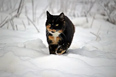 Красиво, реалистично, кот, зима» — создано в Шедевруме