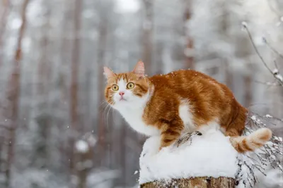 Рисунок зимний кот - 49 фото
