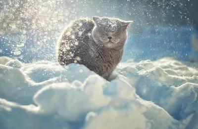Кошка в снегу (57 фото) - 57 фото