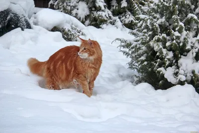 Скачать обои снег, зима, животные, кот, ветки разрешение 1152x864 #128864