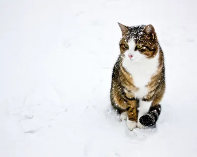 10 фото, доказывающих, что кошки не созданы для зимы