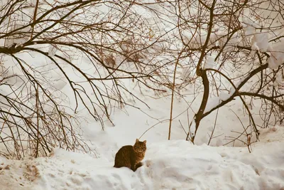 Картинки кот, зима, Кошка, снег - обои 1280x1024, картинка №11989