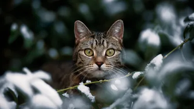 Красиво, реалистично, кот зима» — создано в Шедевруме