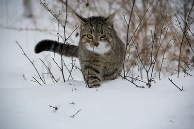 Стряхни свои проблемы, как этот котик снег) | Пикабу