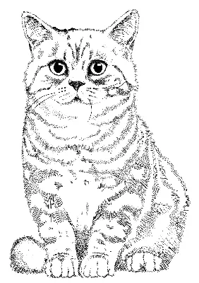 Рисунок раскраска кот (45 фото) » рисунки для срисовки на Газ-квас.ком