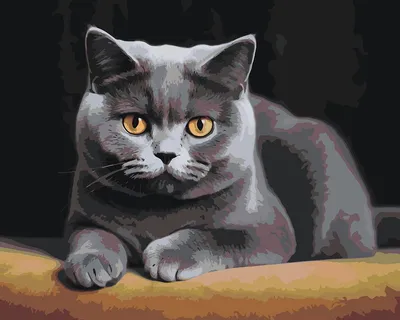 Кот раскраска - 54 фото