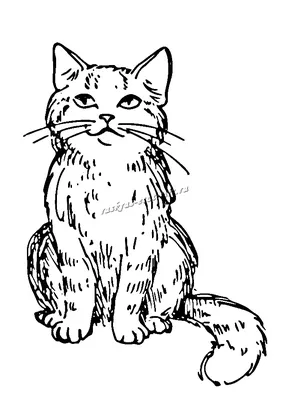 Картинки для срисовки кота Пушина (17 фото) - shutniks.com