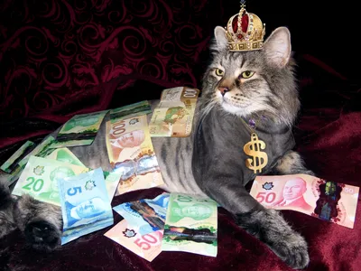 Кот с деньгами» — создано в Шедевруме