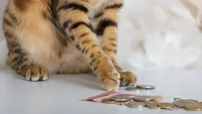 Кот с деньгами» — создано в Шедевруме
