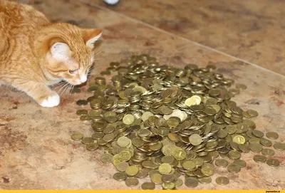 картинки : Котенок, Деньги, Млекопитающее, Позвоночный, Богатство, Голый  мужчина, Канадские деньги, От маленьких до средних кошек, Кошка как  млекопитающее 4608x3456 - - 661530 - красивые картинки - PxHere