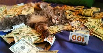 Смешной кот с деньгами стоковое фото ©funny_cats 90888880