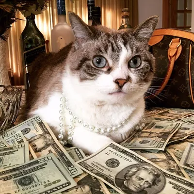 Сегодня отмечается Международный День денег Отправь денежного кота всем,  кому желаешь побольше денег | ВКонтакте