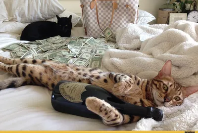 Офисный кот удивляет всех своим умением выманивать деньги у прохожих | 😺  Мурзик | Дзен