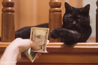Кот принес домой пакет с наличными — тайна денег не раскрыта - Питомцы  Mail.ru