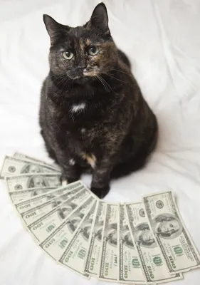 кот с деньгами :: приколы про деньги :: живность :: монеты :: котэ  (прикольные картинки с кошками) / смешные картинки и другие приколы:  комиксы, гиф анимация, видео, лучший интеллектуальный юмор.