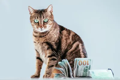 Кот каждый день приносил кучу денег. У людей отвисла челюсть, когда они  узнали, откуда он их берет - Рамблер/новости