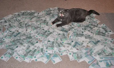Кот с мешком денег стоковое фото. изображение насчитывающей деньги -  121773138