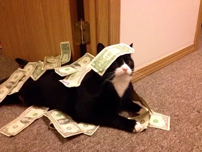 кот с деньгами :: котэ (прикольные картинки с кошками) / смешные картинки и  другие приколы: комиксы, гиф анимация, видео, лучший интеллектуальный юмор.