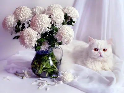 Фотообои GrandPik 10218 Детские \"Котик с цветами\", 300х270 см(ШхВ) - купить  по выгодной цене в интернет-магазине OZON (731204458)