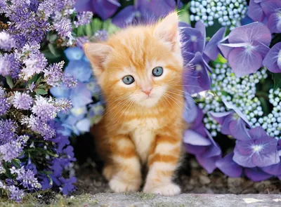 Фотография кошка белый кот у вазы с цветами Животные