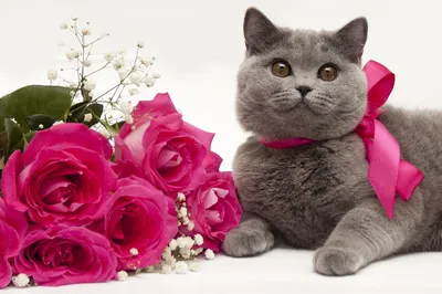 рыжий кот с цветами , наблюдает, изучает цветы и бусинами, foto de Stock |  Adobe Stock