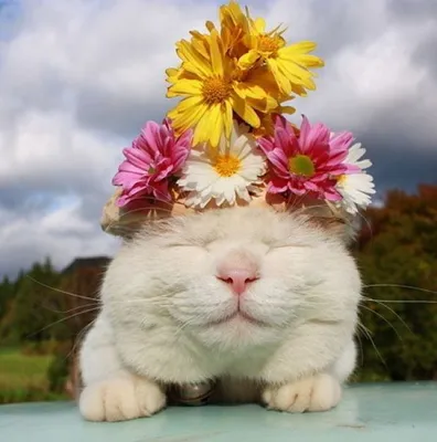 Картина по номерам \"Кот с цветами\"